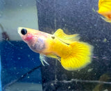 Single Gold Short GlassBelly Guppy