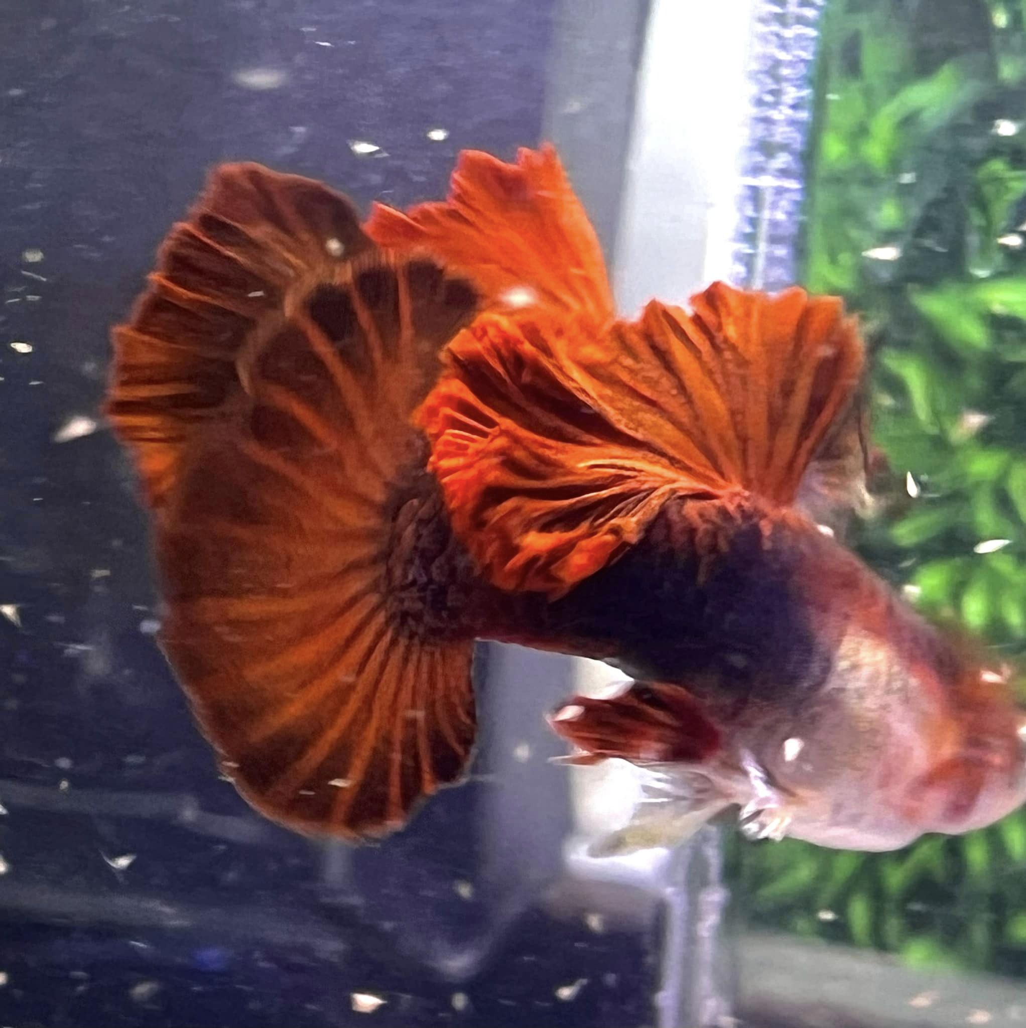 Hb Red Rose Guppy – BuyGuppy.com