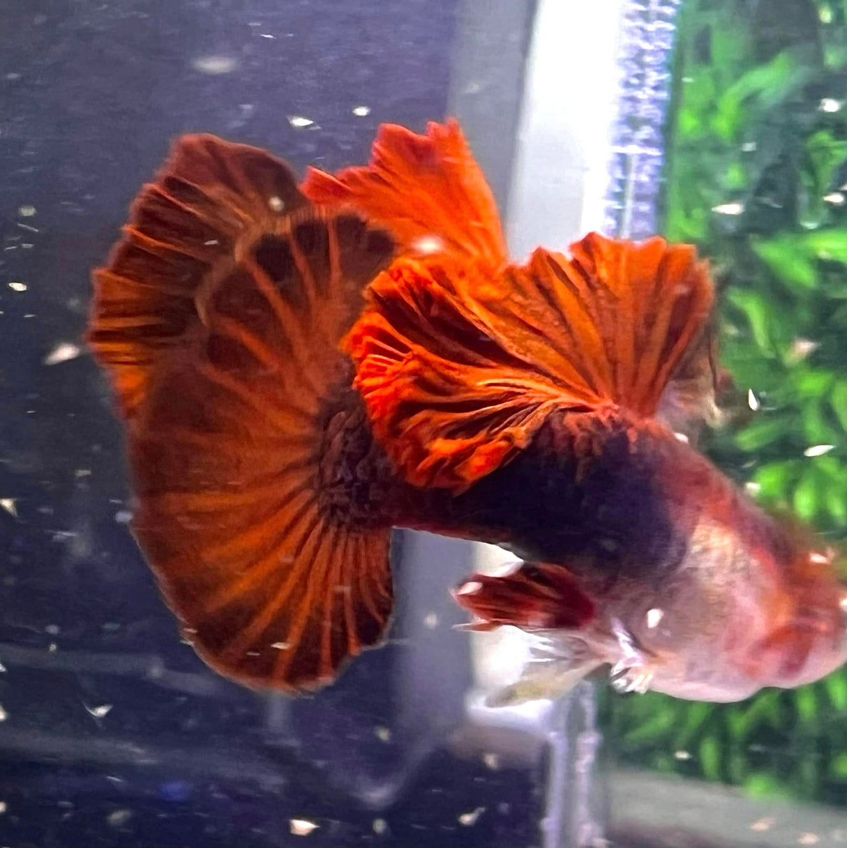 Hb Red Rose Guppy – BuyGuppy.com