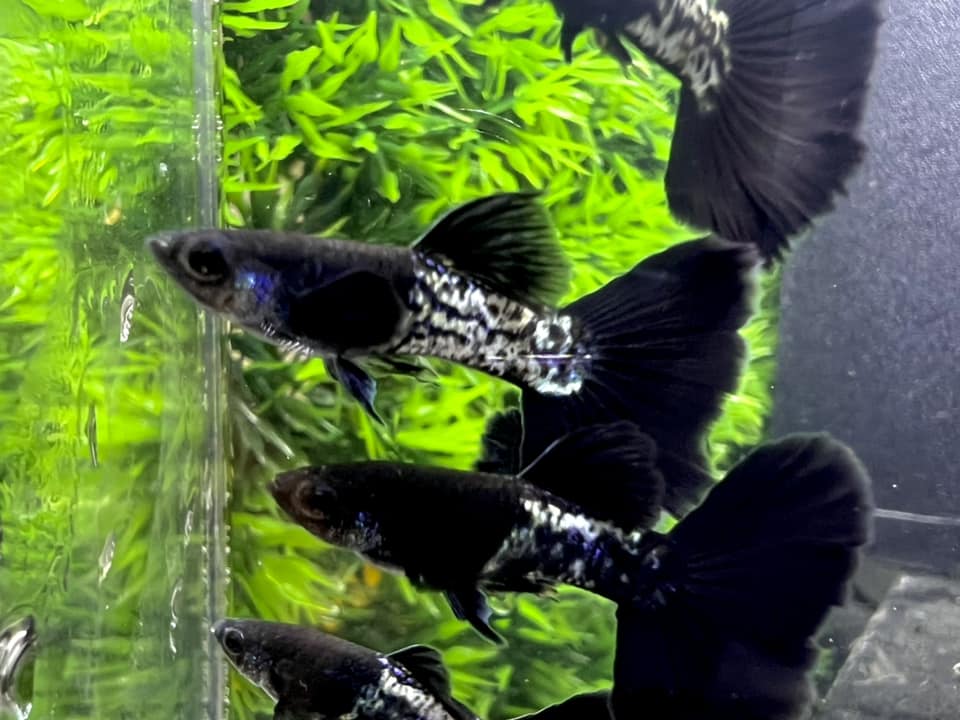 Metal black guppy