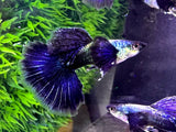 male purple dragon guppy