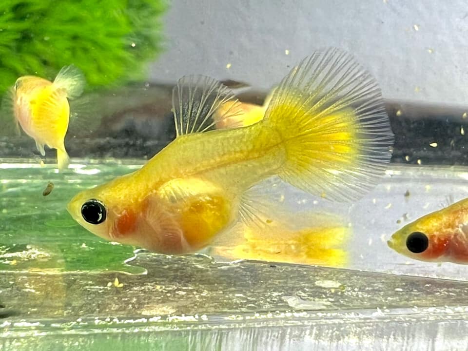 Gold Short GlassBelly Guppy