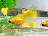 Gold Short GlassBelly Guppy