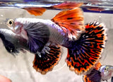 Dumbo red mosaic guppy