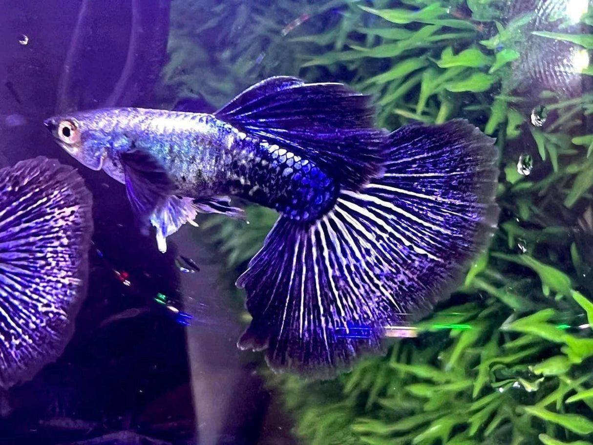 purple dragon guppy