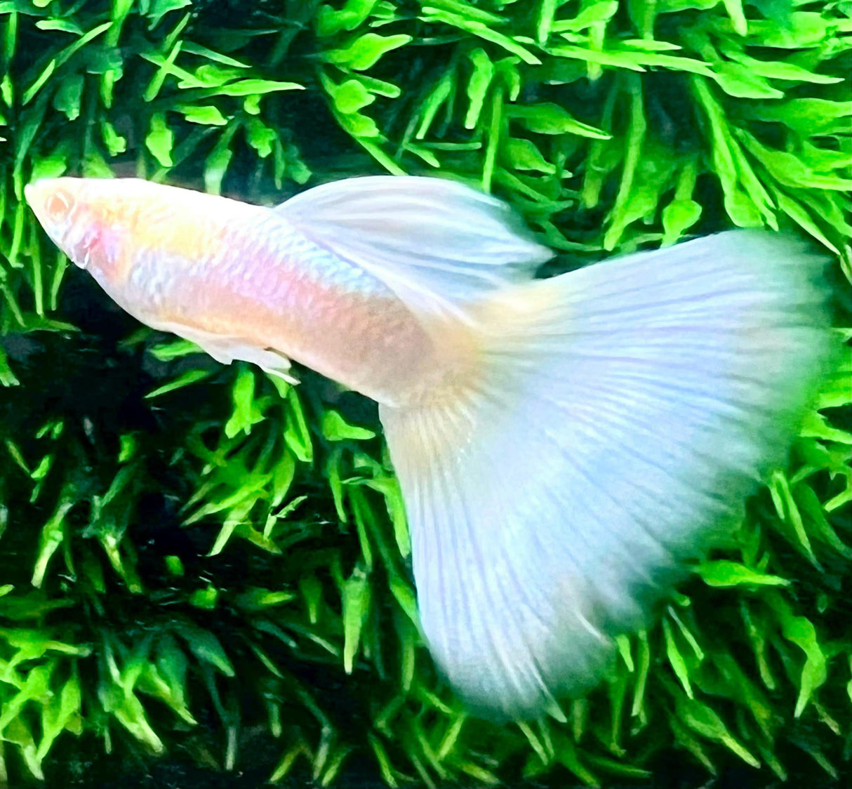 Albino full white platinum