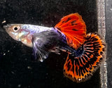 Dumbo red mosaic guppy