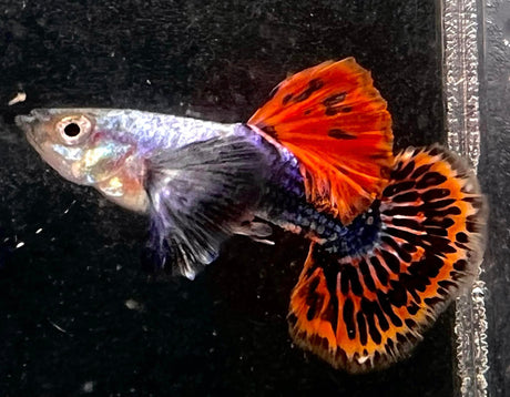 Dumbo red mosaic guppy