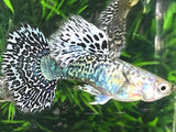 White Dragon Snake Skin Guppy