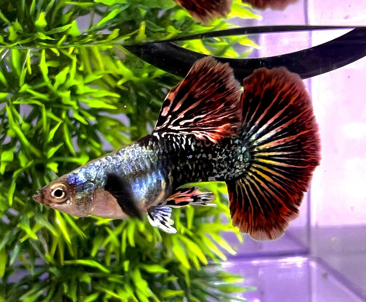 Red dragon guppy