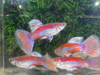 Pink Grass Guppy pairs