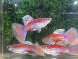 Pink Grass Guppy pairs