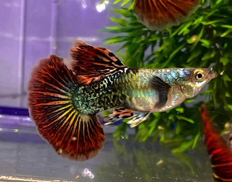 Red dragon guppy