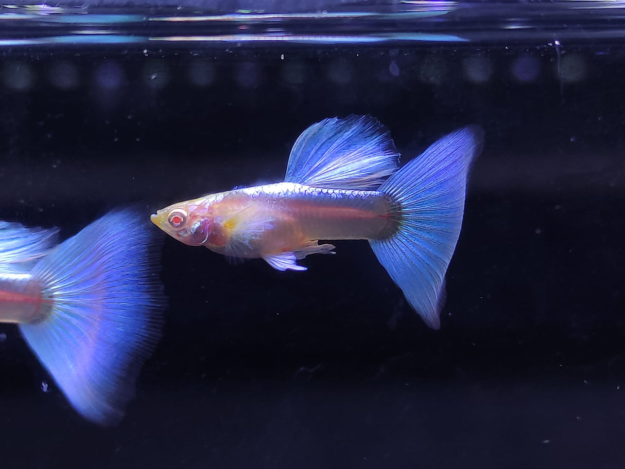 Blue Topaz Guppy