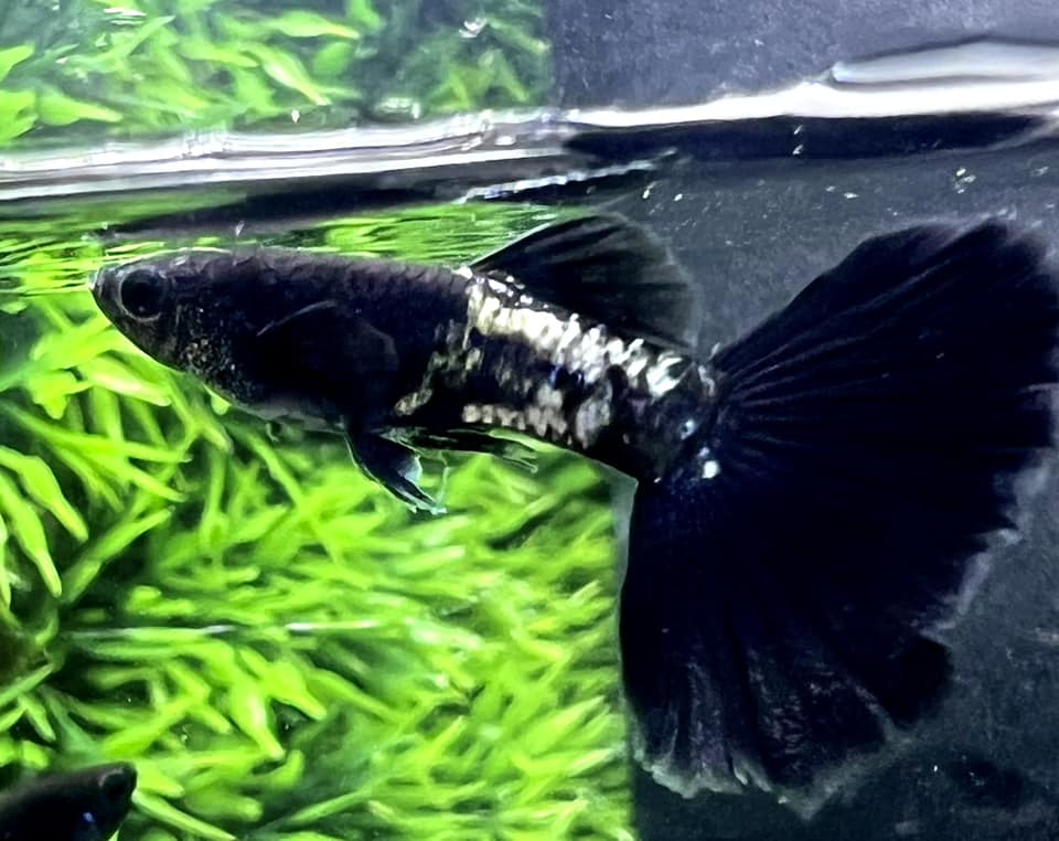 Metal black guppy