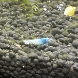 Blue Bolt Shrimp