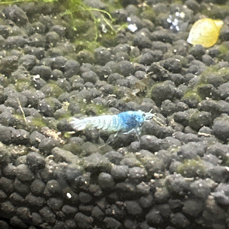 Blue Bolt Shrimp