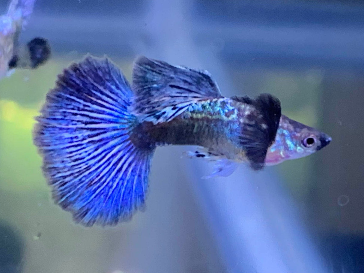 blue dragon guppy