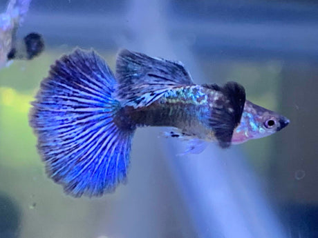 blue dragon guppy