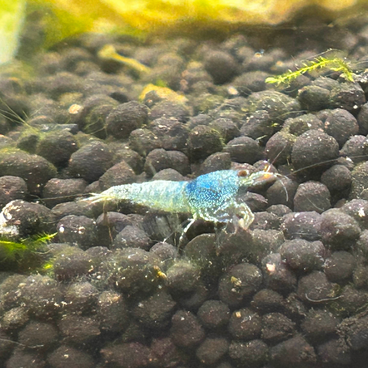 blue bolt shrimp