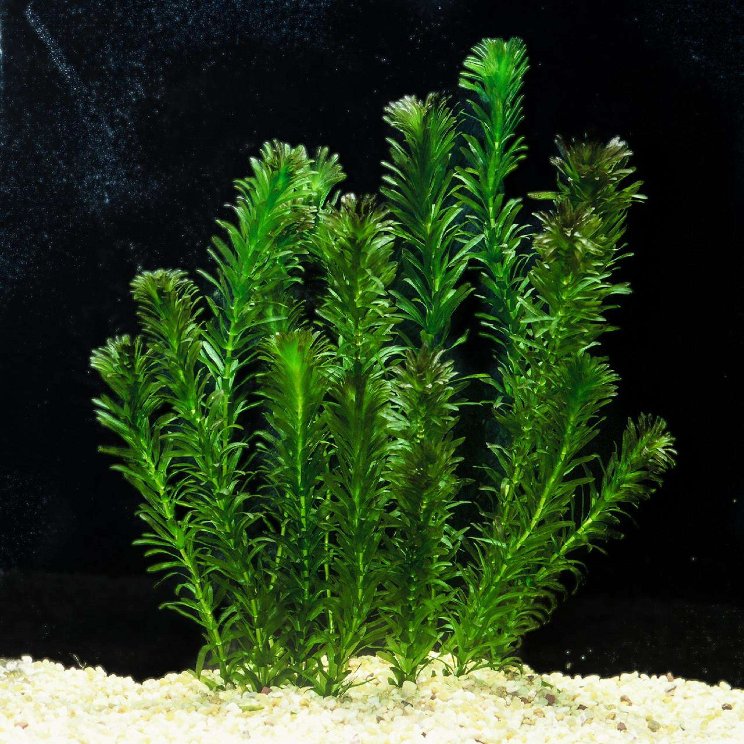 elodea fish tank net Anacharis (Elodea/Egeria densa)