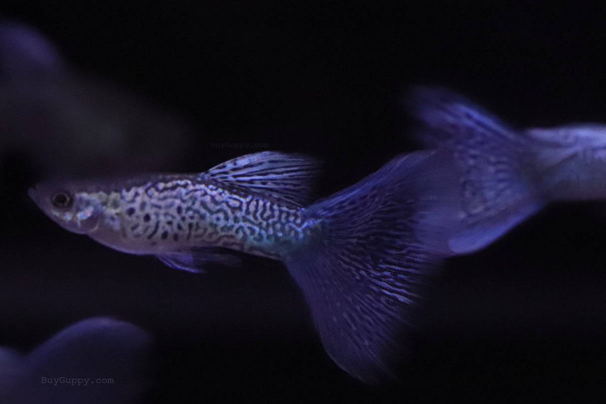 Blue Lace Guppy for sale