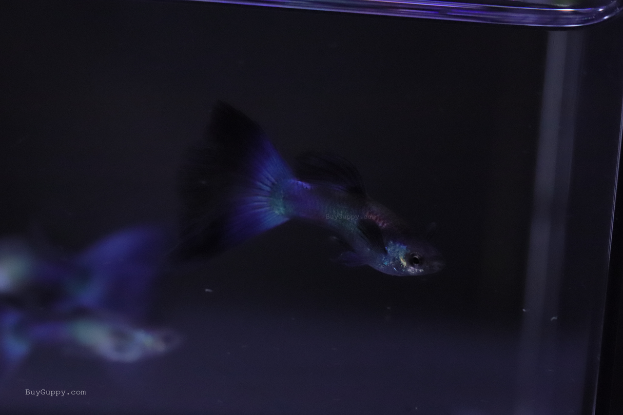 buy Blue Moscow Guppy