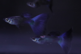 Blue Moscow Guppy