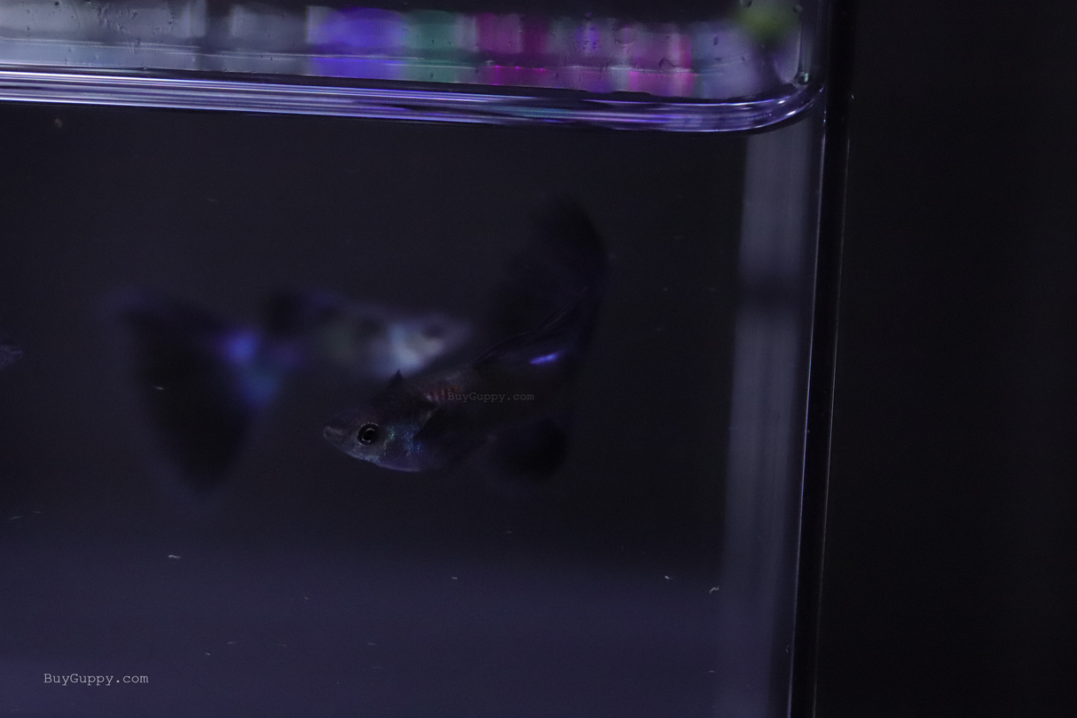 Blue Moscow Guppy