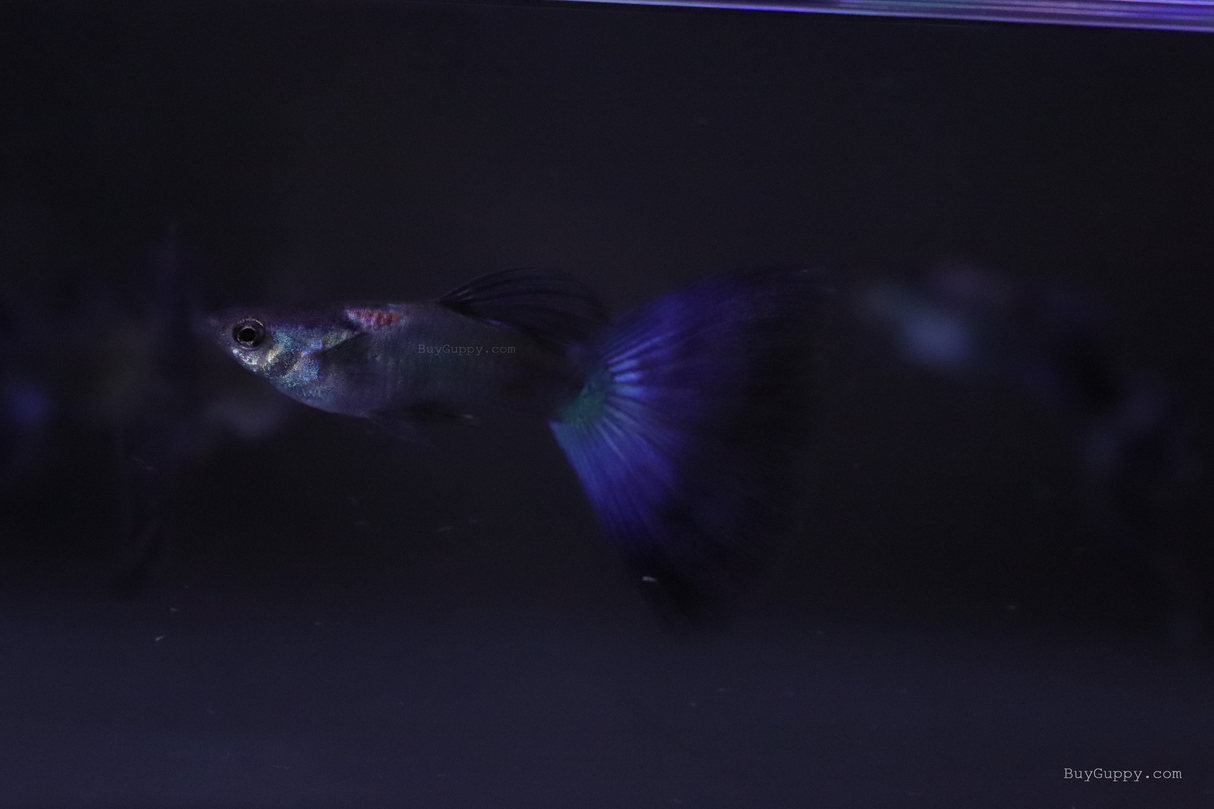 Blue Moscow Guppy