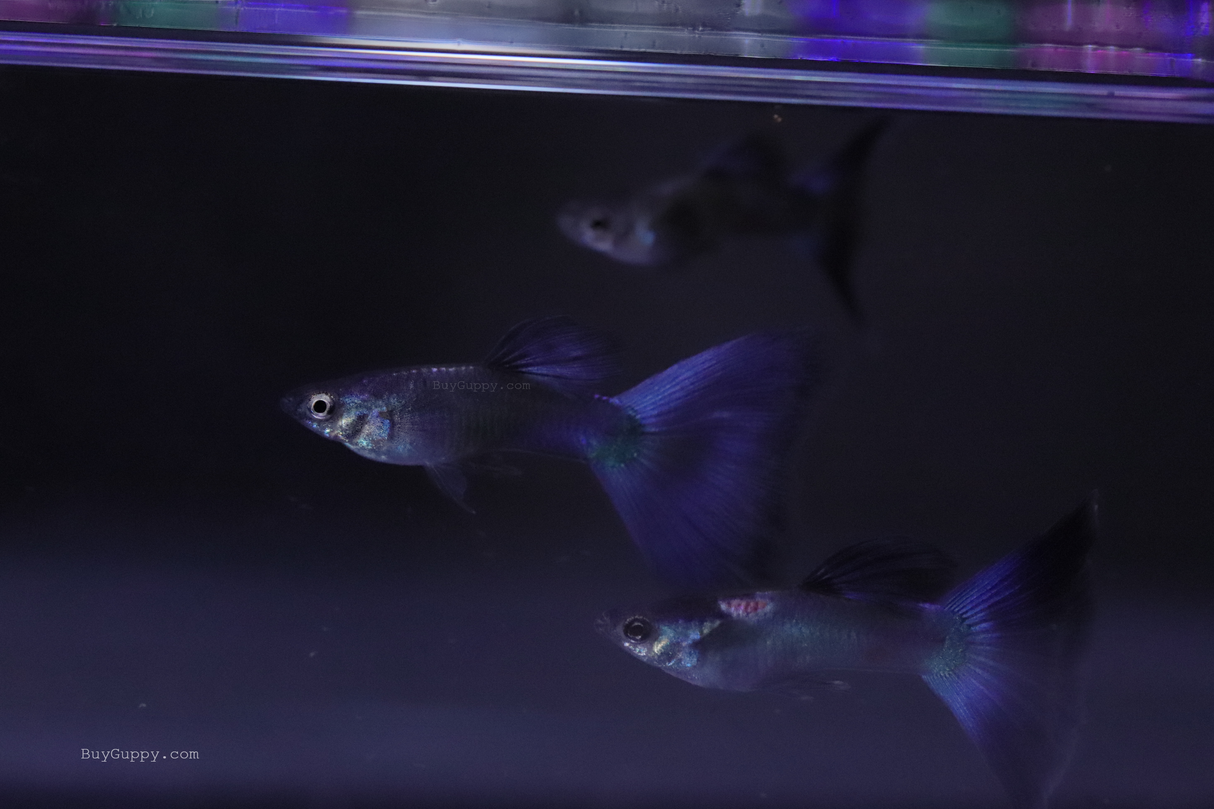 Blue Moscow Guppy for sale