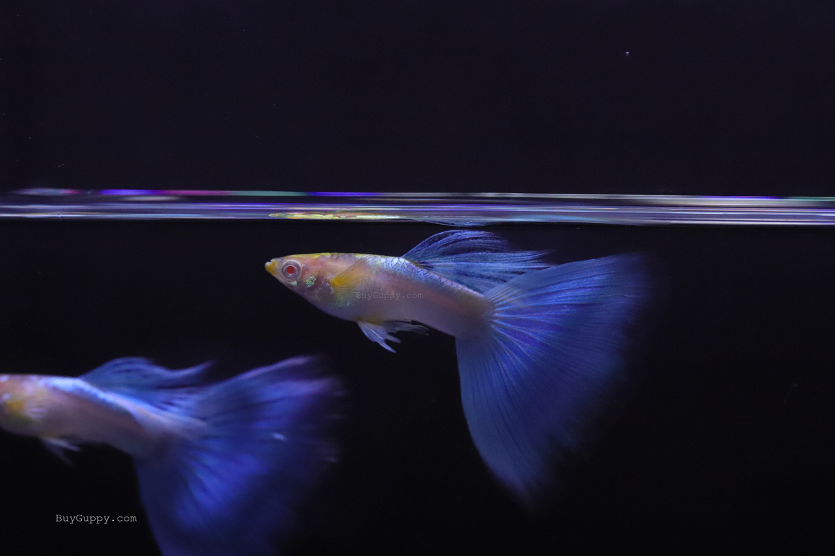 buy live Blue Topaz Guppy