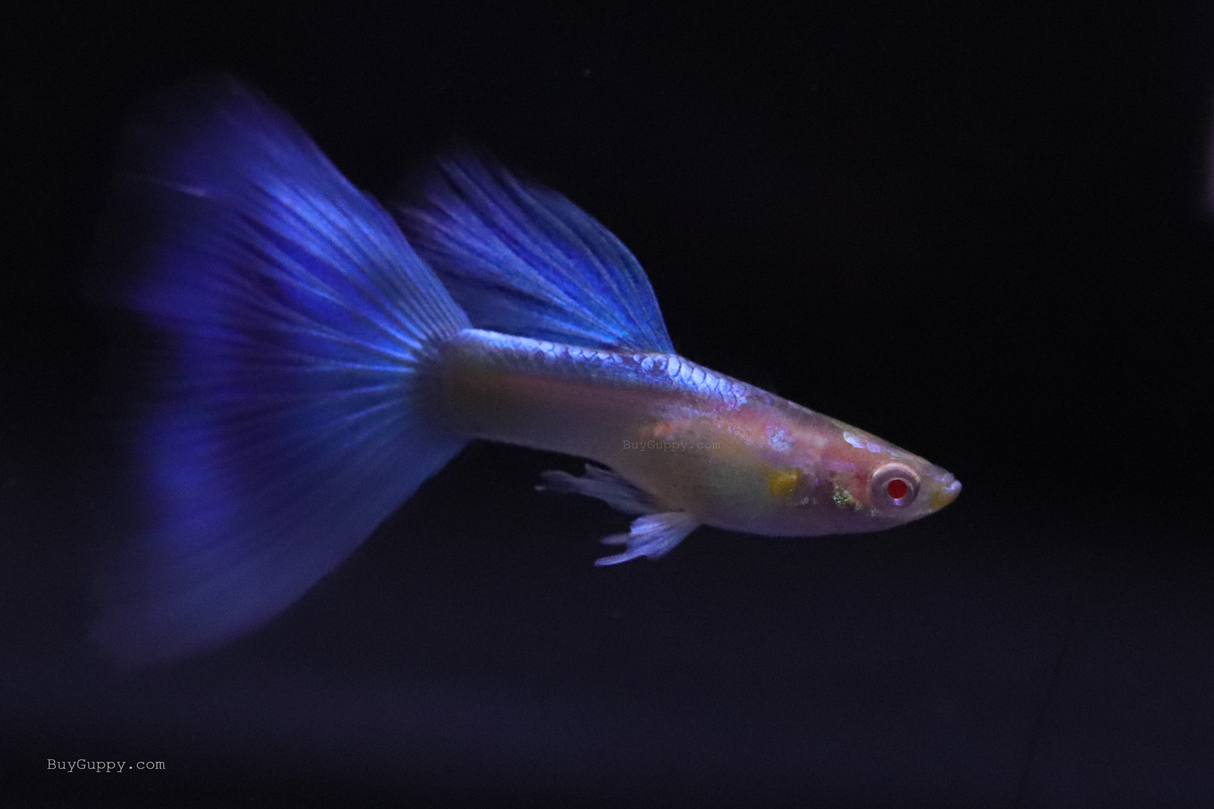 Blue Topaz Guppy 