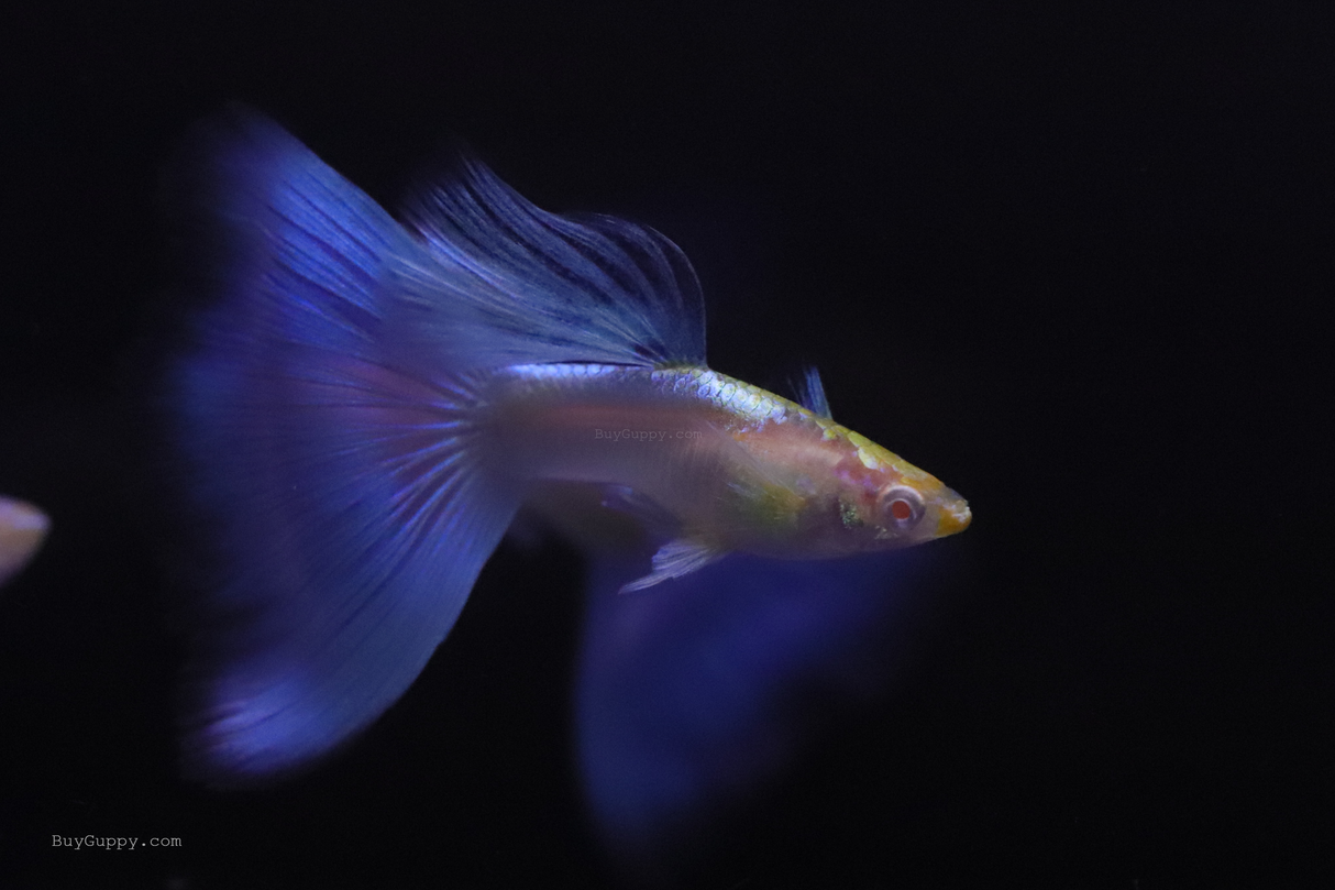 Blue Topaz Guppy for sale