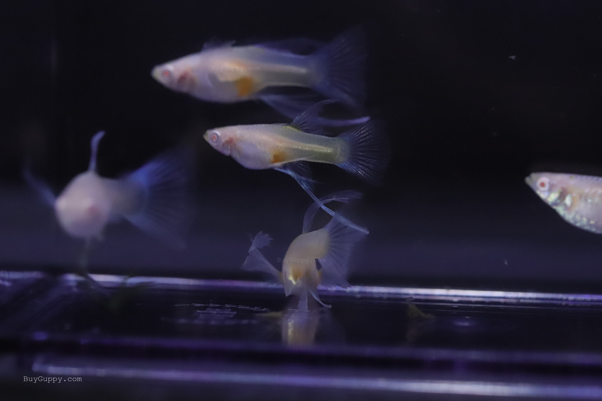 Blue Topaz Guppy Ribbon female fin C