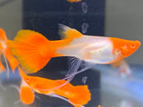 10 Fry -  Albino Red Koi Ear Ribbon Long Ear guppy fry