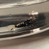 black pinto shrimp