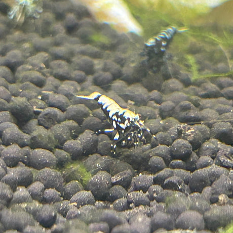 black pinto shrimp