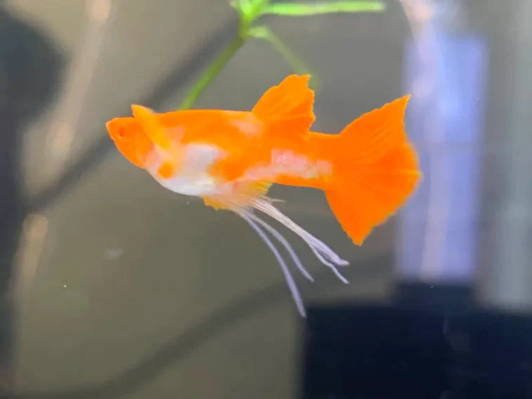 Koi red ear ribbon guppy