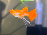 10 Fry -  Albino Red Koi Ear Ribbon Long Ear guppy fry