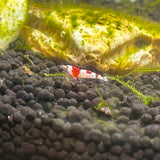 Pure Red Line Shrimp