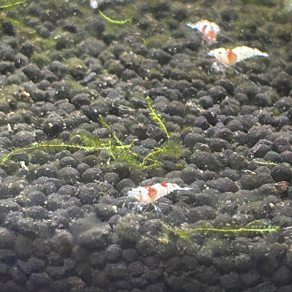 Pure Red Line Shrimp