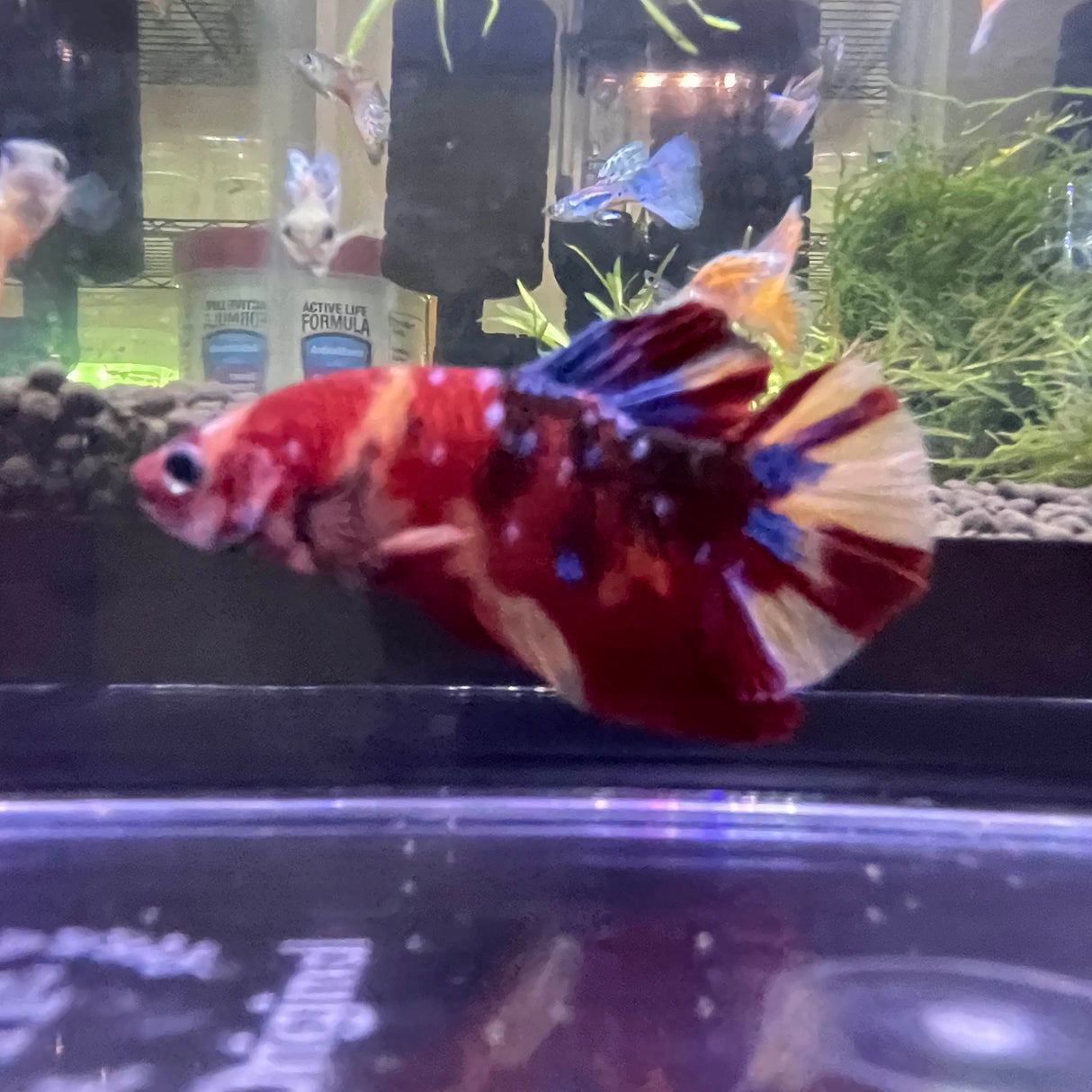 Nemo Galaxy Betta fish (5-J21D)