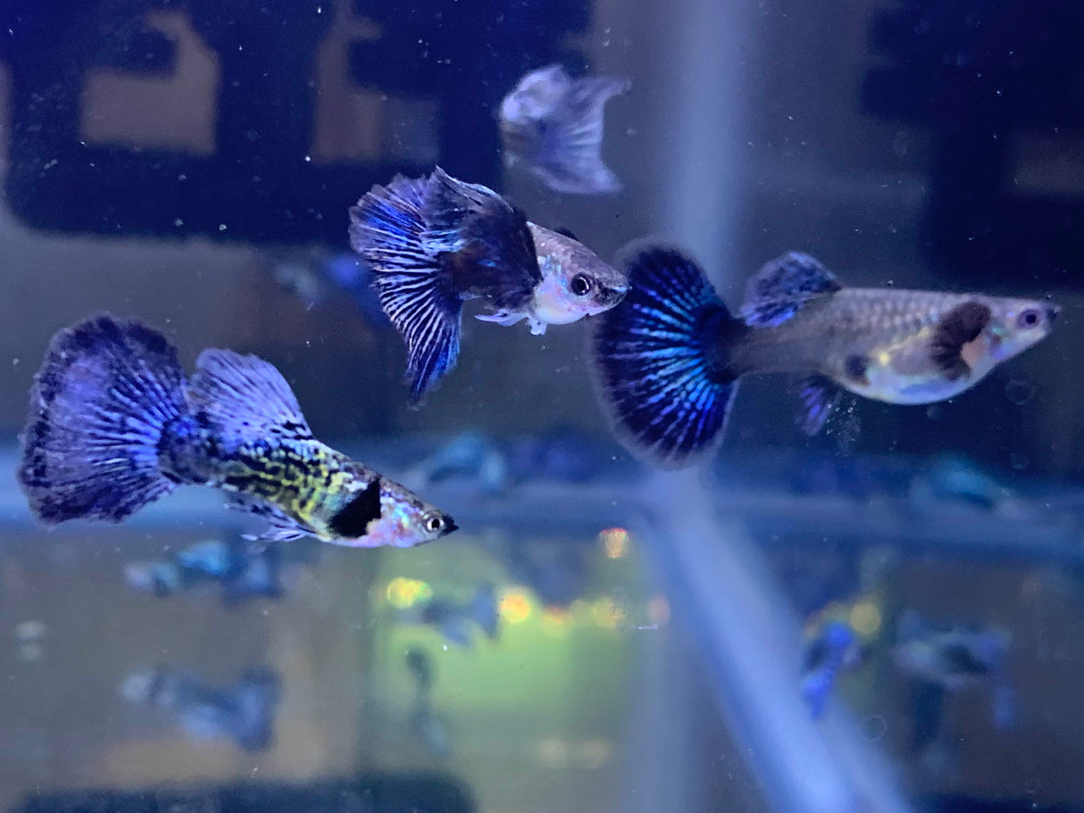 Blue Dragon Guppy