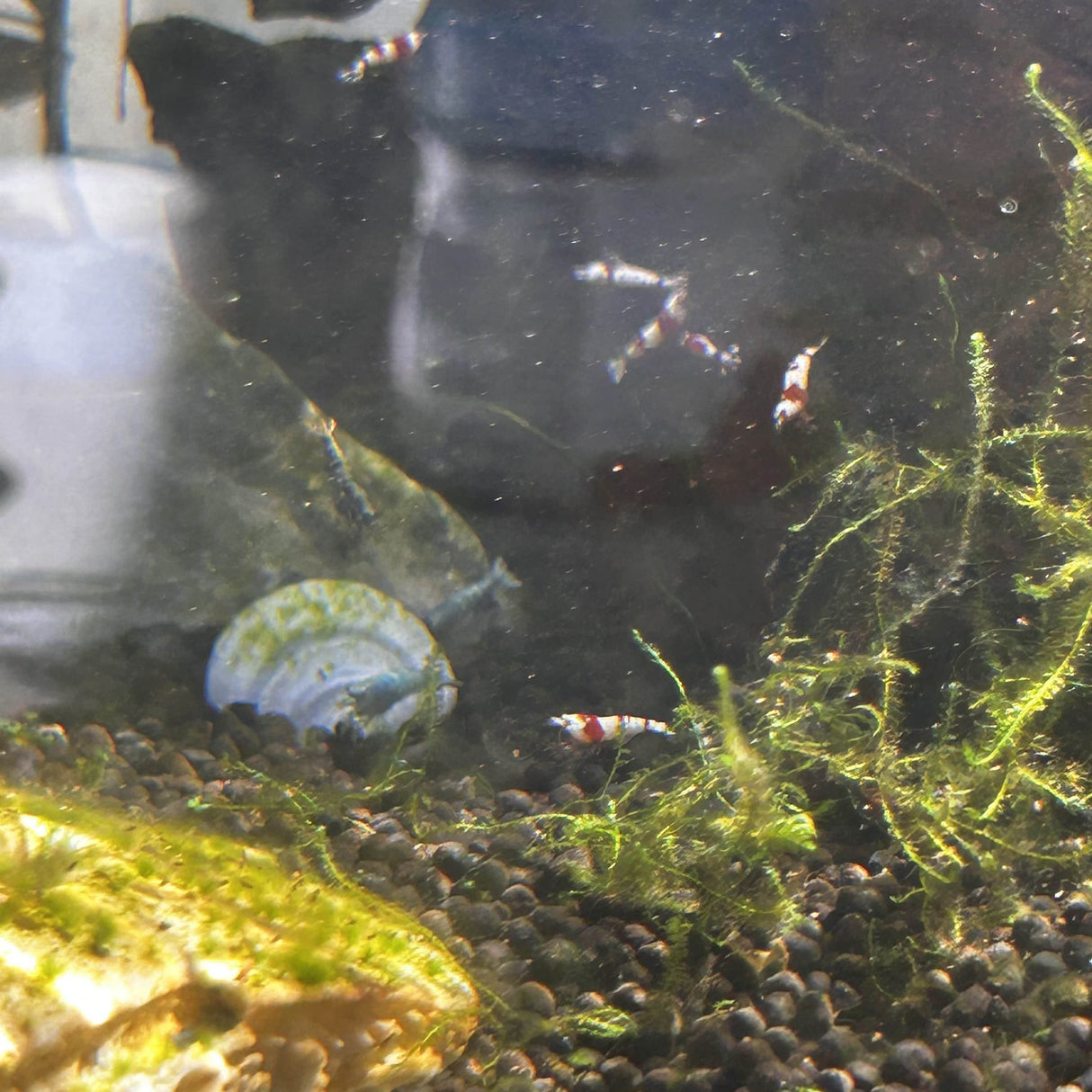 Pure Red Line Shrimp