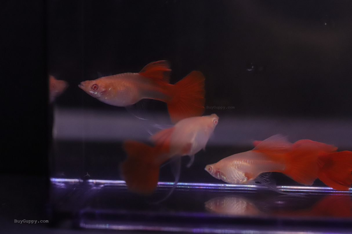 Albino Full Red Ribbon Guppy