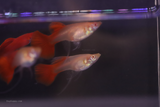 Albino Full Red Ribbon Guppy female