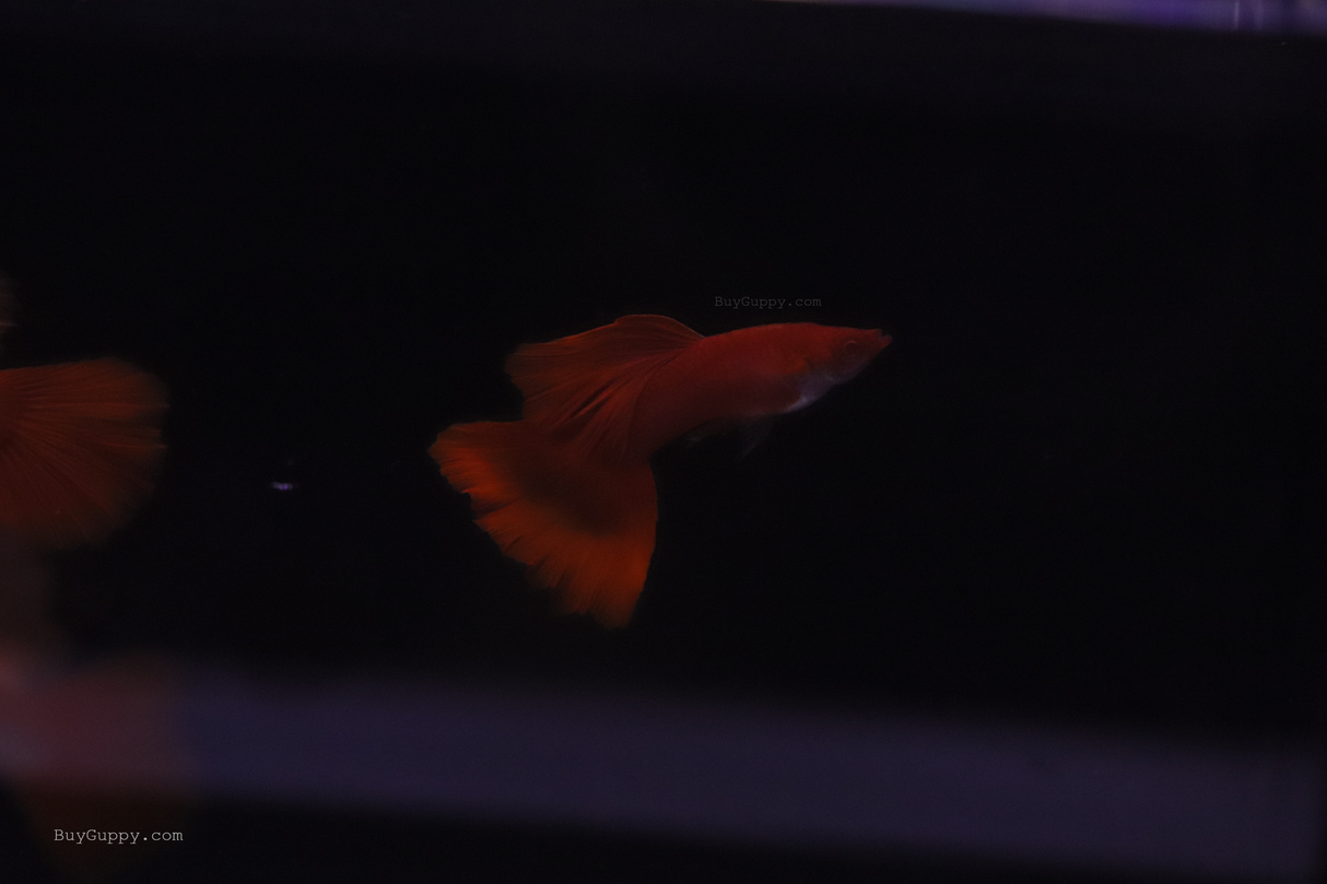 Albino Full Red Ribbon Guppy male big tail