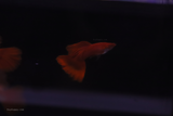 Albino Full Red Ribbon Guppy male big tail