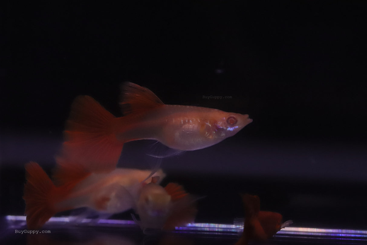 Albino Full Red Ribbon Guppy